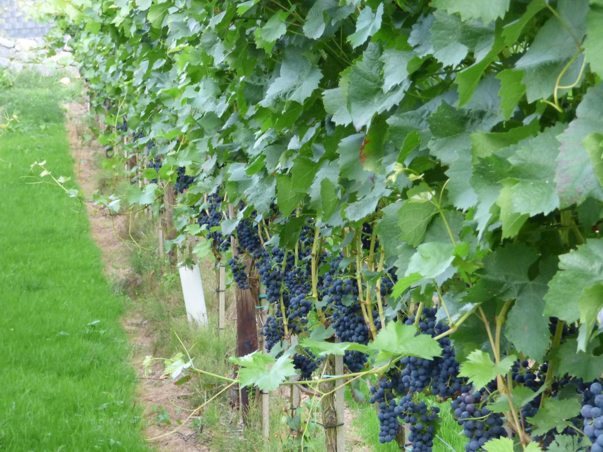Relaxen Im Weindorf Mayschoss Fewo 1 Dış mekan fotoğraf