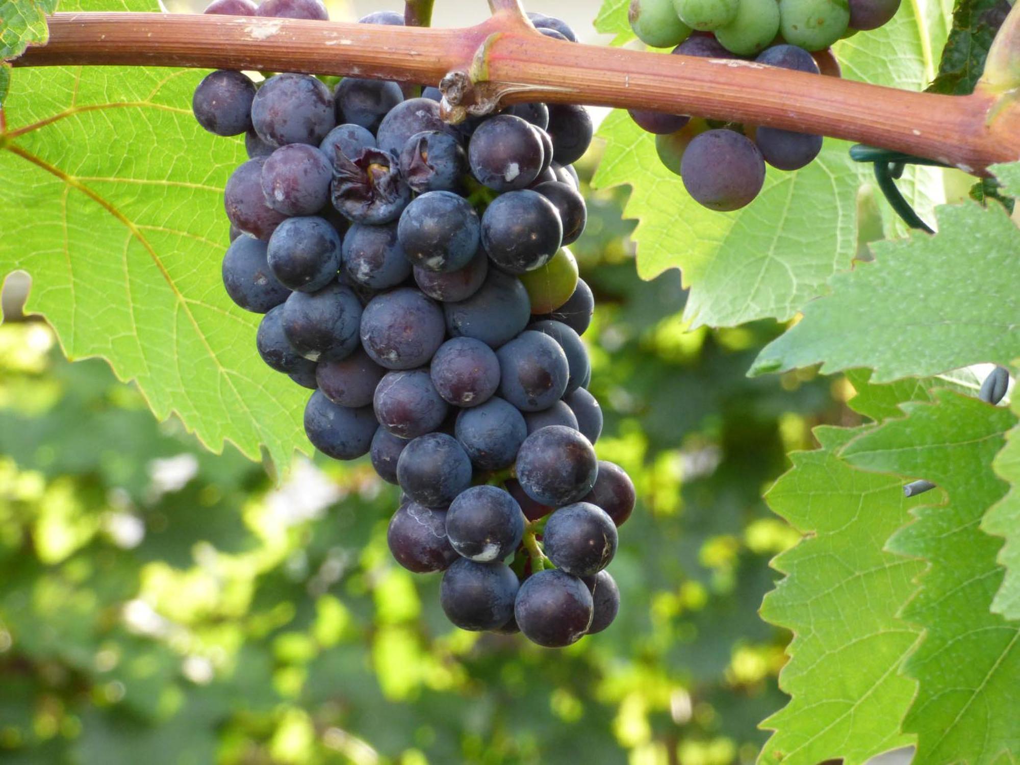 Relaxen Im Weindorf Mayschoss Fewo 1 Dış mekan fotoğraf