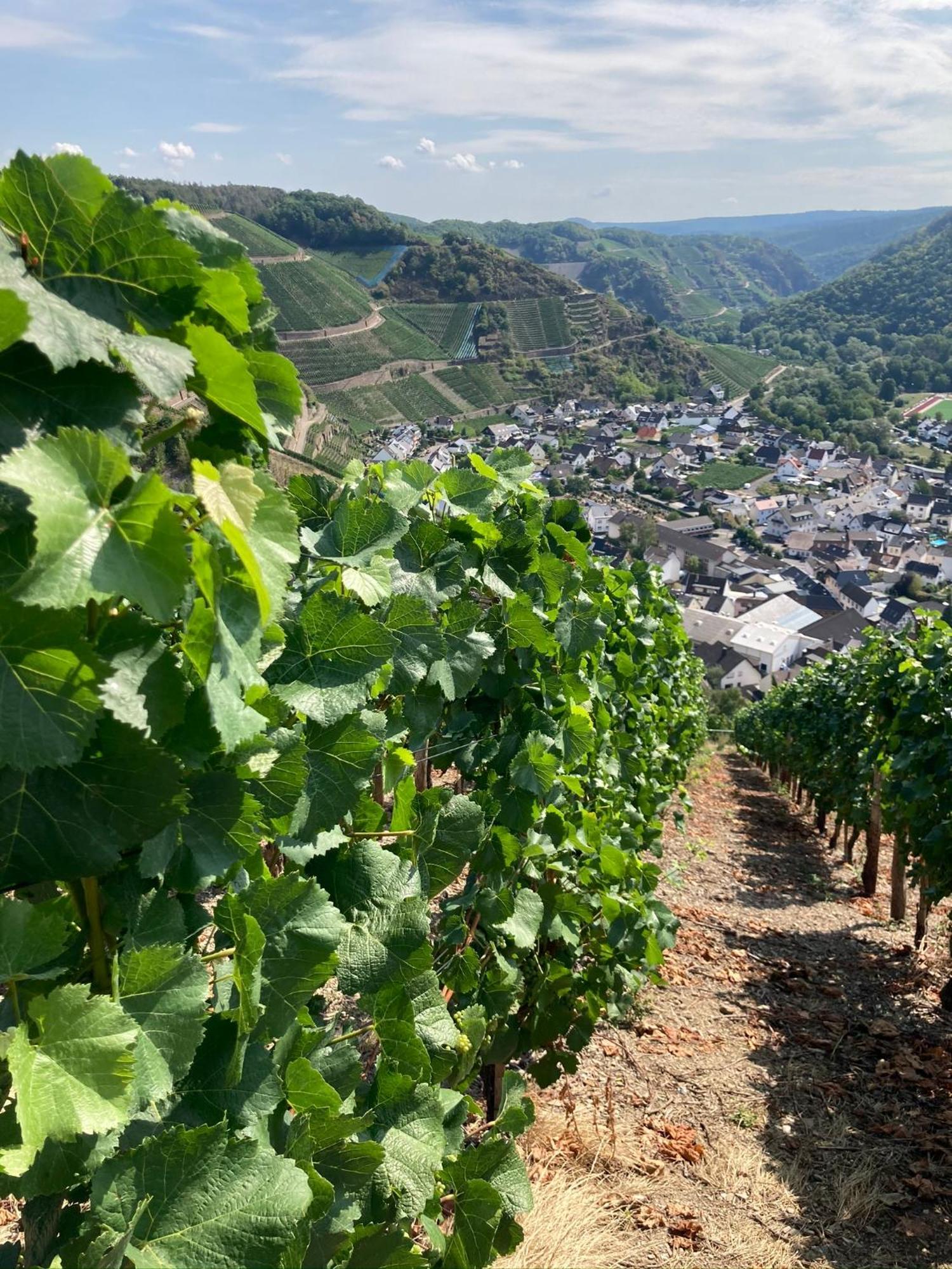 Relaxen Im Weindorf Mayschoss Fewo 1 Dış mekan fotoğraf